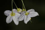 Jasmine nightshade